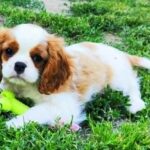 Frankie-male-ckc-puppy-for-sale- (1)