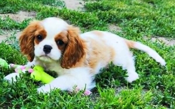 Frankie Cavalier King Charles Spaniel Frankie Cavalier King Charles Spaniel