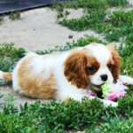Frankie-male-ckc-puppy-for-sale- (2)