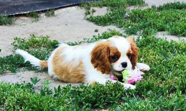 Frankie Cavalier King Charles Spaniel Frankie Cavalier King Charles Spaniel