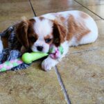 Frankie-male-ckc-puppy-for-sale- (3)
