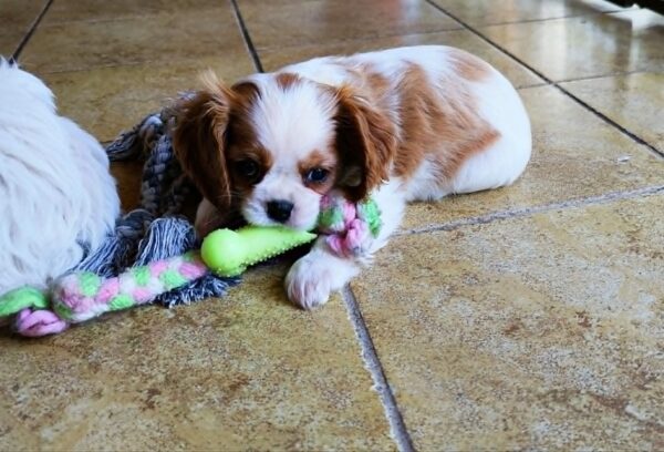 Frankie Cavalier King Charles Spaniel Frankie Cavalier King Charles Spaniel