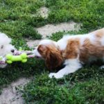Frankie-male-ckc-puppy-for-sale- (4)