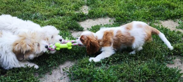 Frankie Cavalier King Charles Spaniel Frankie Cavalier King Charles Spaniel