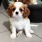 Frankie-male-ckc-puppy-for-sale- (5)