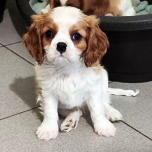 Frankie Cavalier King Charles Spaniel Frankie Cavalier King Charles Spaniel