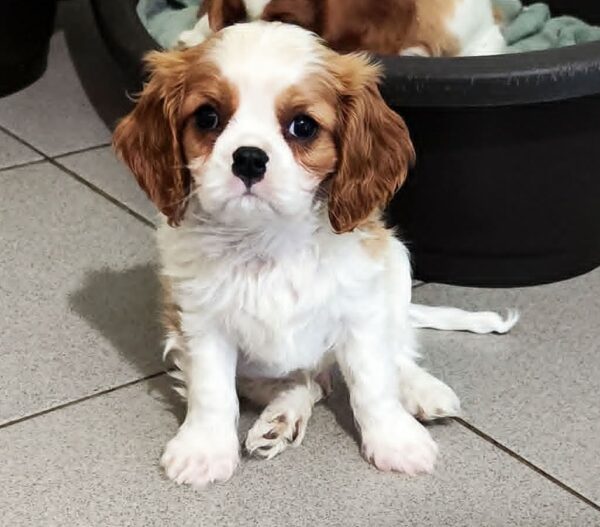 Frankie Cavalier King Charles Spaniel Frankie Cavalier King Charles Spaniel