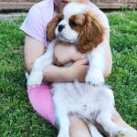 Frankie-male-ckc-puppy-for-sale- (6)