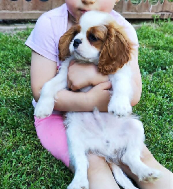 Frankie Cavalier King Charles Spaniel Frankie Cavalier King Charles Spaniel