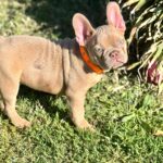 Frankie-male-french-bulldog-puppy-for-sale- (1)