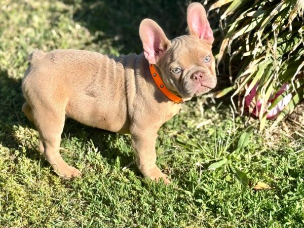 Frankie French Bulldog Frankie French Bulldog