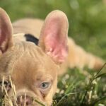 Frankie-male-french-bulldog-puppy-for-sale- (2)