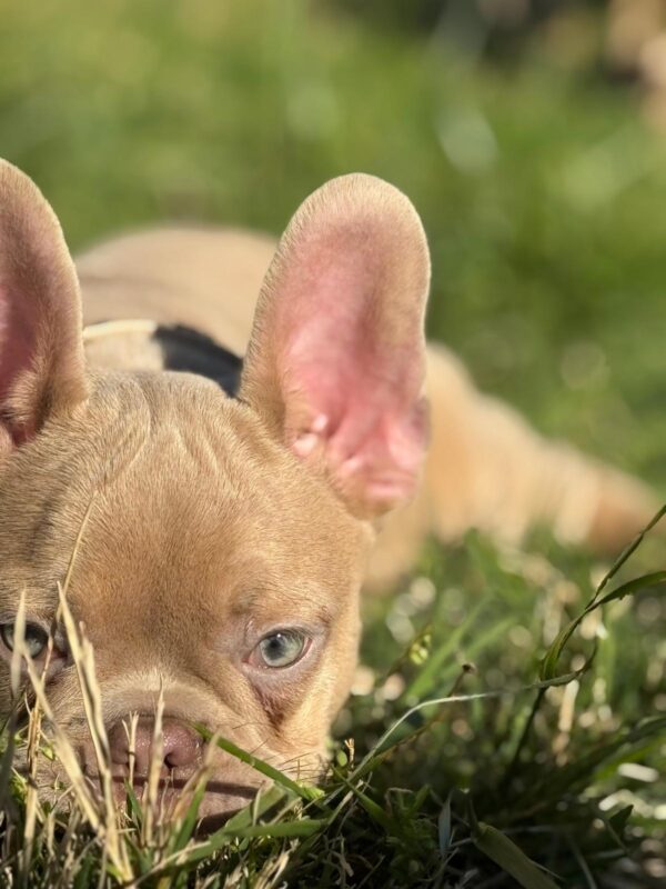Frankie French Bulldog Frankie French Bulldog