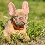 Frankie-male-french-bulldog-puppy-for-sale- (3)
