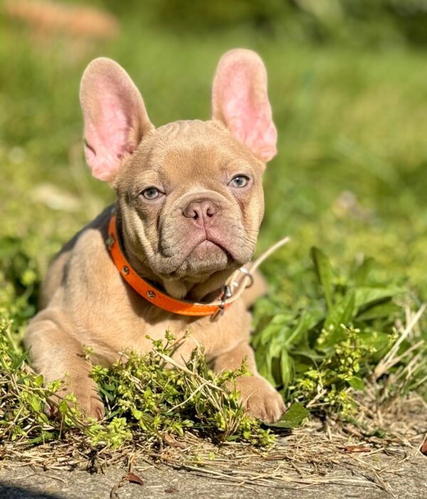 Frankie French Bulldog Frankie French Bulldog