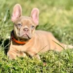Frankie-male-french-bulldog-puppy-for-sale- (4)
