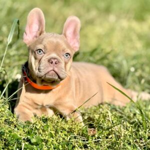 Frankie French Bulldog Frankie French Bulldog
