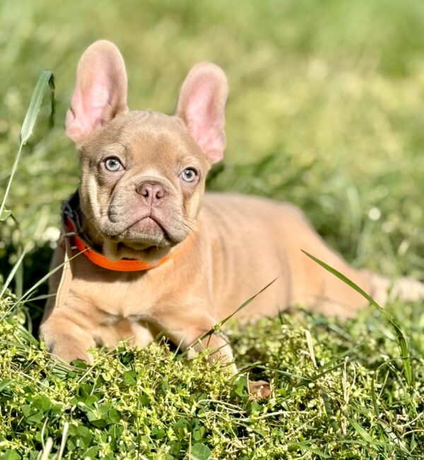 Frankie French Bulldog Frankie French Bulldog
