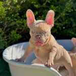 Frankie-male-french-bulldog-puppy-for-sale- (5)