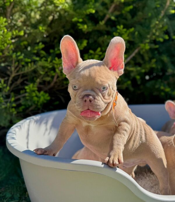 Frankie French Bulldog Frankie French Bulldog