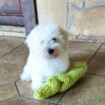 Fredrich-male-coton-de-tulear-puppy-for-sale- (1)