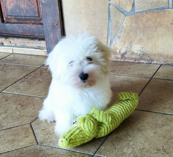 Fredrich Coton De Tulear Fredrich Coton De Tulear