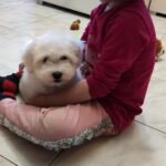 Fredrich-male-coton-de-tulear-puppy-for-sale- (1)