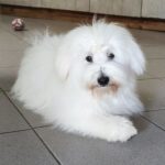 Fredrich-male-coton-de-tulear-puppy-for-sale- (1)