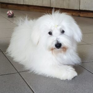 Fredrich Coton De Tulear Fredrich Coton De Tulear