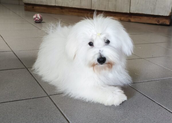 Fredrich Coton De Tulear Fredrich Coton De Tulear