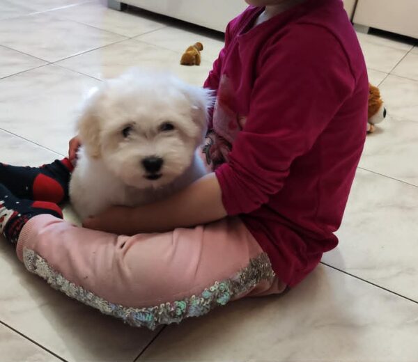 Fredrich Coton De Tulear Fredrich Coton De Tulear