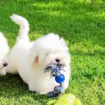 Fredrich-male-coton-de-tulear-puppy-for-sale- (2)