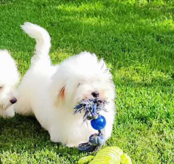 Fredrich Coton De Tulear Fredrich Coton De Tulear