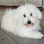 Fredrich-male-coton-de-tulear-puppy-for-sale- (2)
