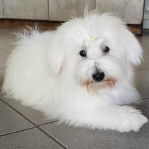 Fredrich Coton De Tulear Fredrich Coton De Tulear