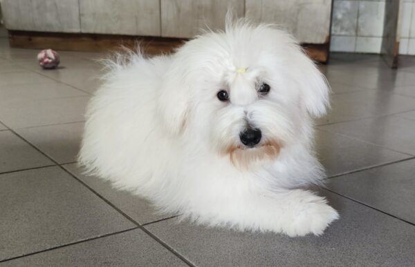 Fredrich Coton De Tulear Fredrich Coton De Tulear