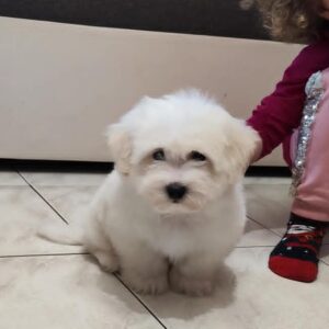 Fredrich Coton De Tulear Fredrich Coton De Tulear