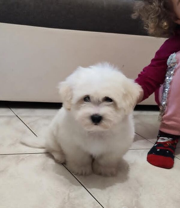 Fredrich Coton De Tulear Fredrich Coton De Tulear