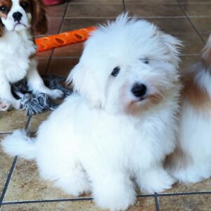 Fredrich Coton De Tulear Fredrich Coton De Tulear