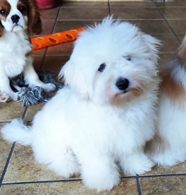 Fredrich Coton De Tulear Fredrich Coton De Tulear