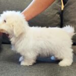 Fredrich-male-coton-de-tulear-puppy-for-sale- (3)