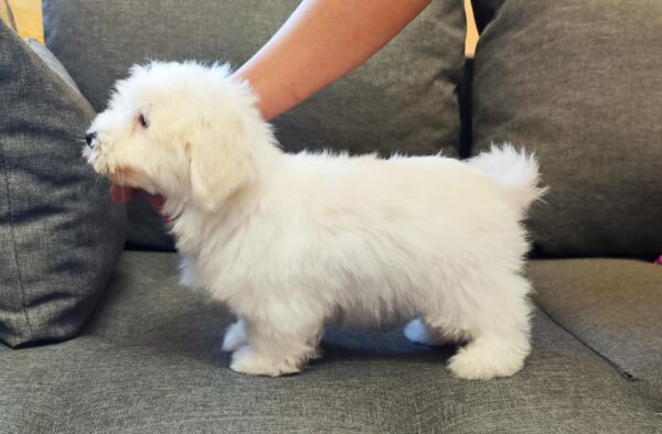 Fredrich Coton De Tulear Fredrich Coton De Tulear