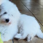 Fredrich-male-coton-de-tulear-puppy-for-sale- (4)