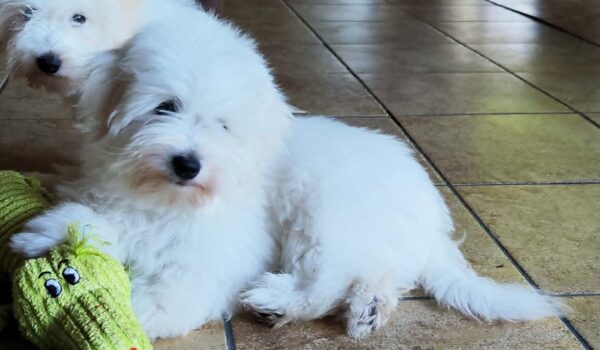 Fredrich Coton De Tulear Fredrich Coton De Tulear