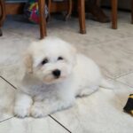 Fredrich-male-coton-de-tulear-puppy-for-sale- (4)