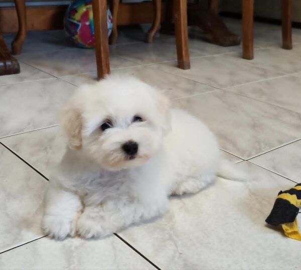 Fredrich Coton De Tulear Fredrich Coton De Tulear