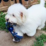 Fredrich-male-coton-de-tulear-puppy-for-sale- (5)