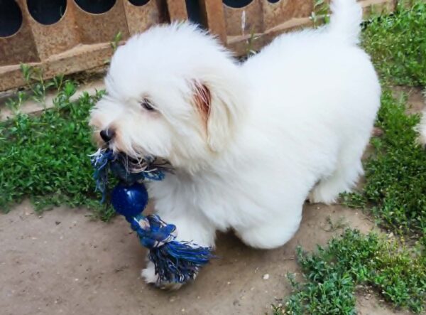 Fredrich Coton De Tulear Fredrich Coton De Tulear