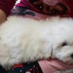 Fredrich-male-coton-de-tulear-puppy-for-sale- (5)