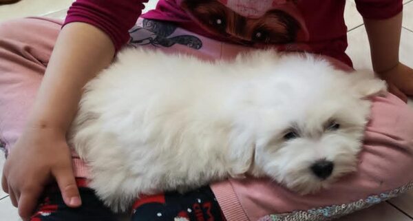 Fredrich Coton De Tulear Fredrich Coton De Tulear